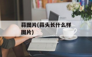 蒜图片(蒜头长什么样图片)