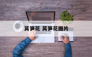 莴笋花 莴笋花图片