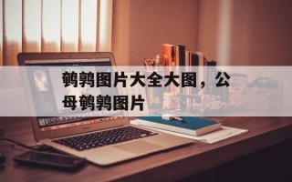鹌鹑图片大全大图，公母鹌鹑图片