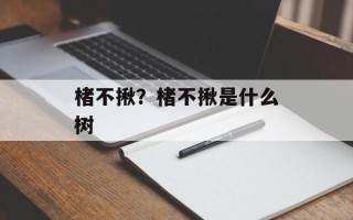 楮不揪？楮不揪是什么树