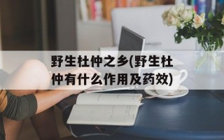 野生杜仲之乡(野生杜仲有什么作用及药效)