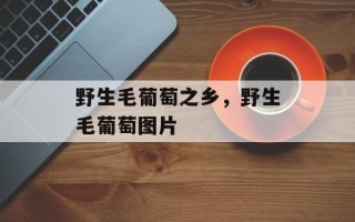 野生毛葡萄之乡，野生毛葡萄图片