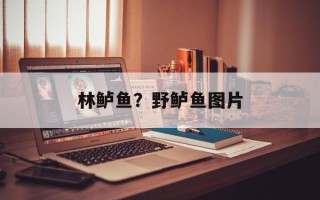 林鲈鱼？野鲈鱼图片