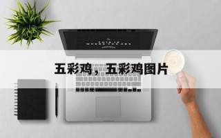 五彩鸡，五彩鸡图片