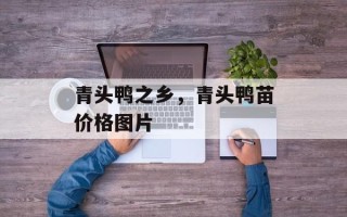 青头鸭之乡，青头鸭苗价格图片