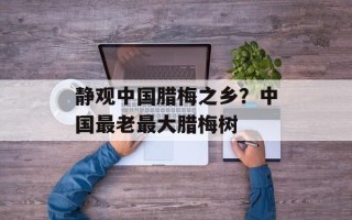 静观中国腊梅之乡？中国最老最大腊梅树