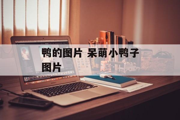 鸭的图片 呆萌小鸭子图片-第1张图片-
