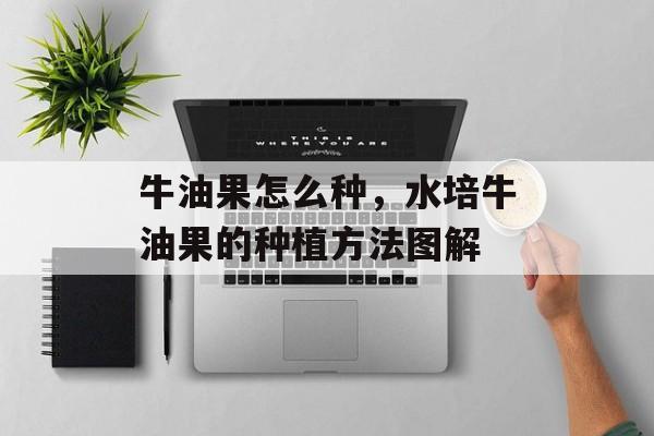 牛油果怎么种，水培牛油果的种植方法图解-第1张图片-