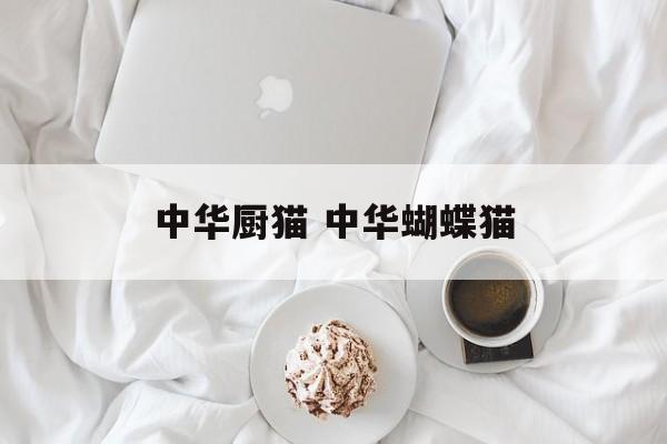 中华厨猫 中华蝴蝶猫-第1张图片-