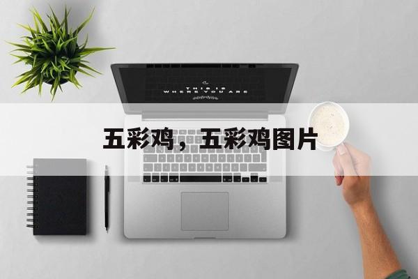 五彩鸡，五彩鸡图片-第1张图片-