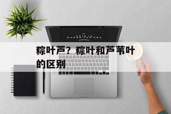 粽叶芦？粽叶和芦苇叶的区别-第1张图片-