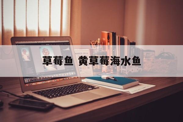 草莓鱼 黄草莓海水鱼-第1张图片-