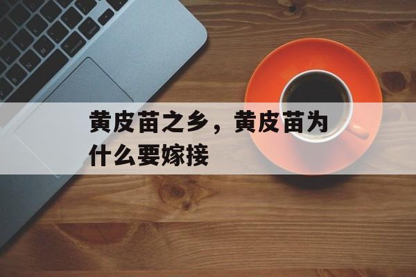 黄皮苗之乡，黄皮苗为什么要嫁接-第1张图片-