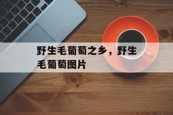 野生毛葡萄之乡，野生毛葡萄图片-第1张图片-